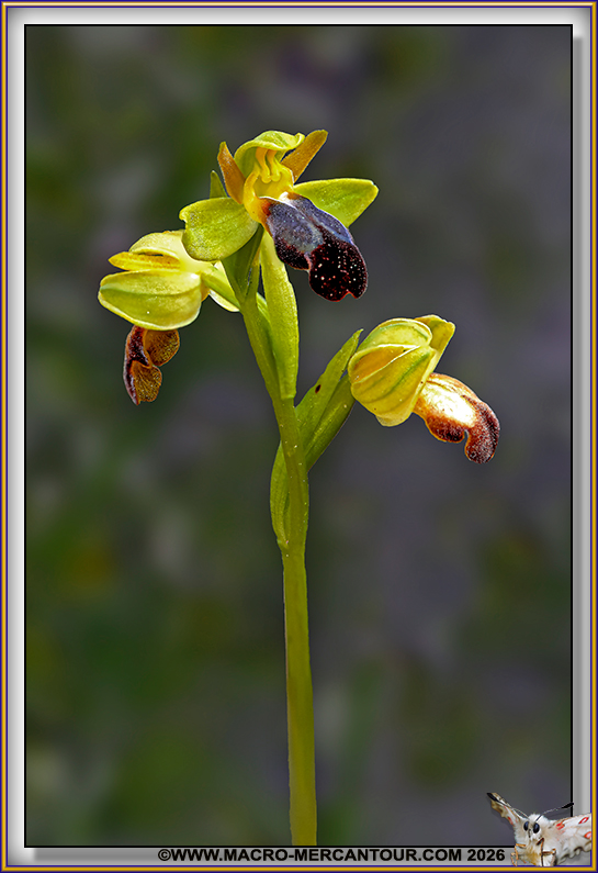 Ophrys des lupercales